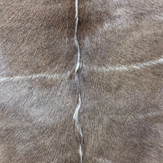 Kudu Skin Rug (Tail is 12") Real Greater Kudu Antelope Hide Size 61x59" D-961