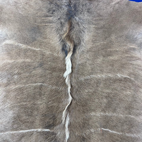 Kudu Skin Rug, Real Kudu Antelope Hide Size 66X59" D-965