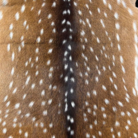 Top Grade Axis Deer Skin Size: 41x33" Axis-734