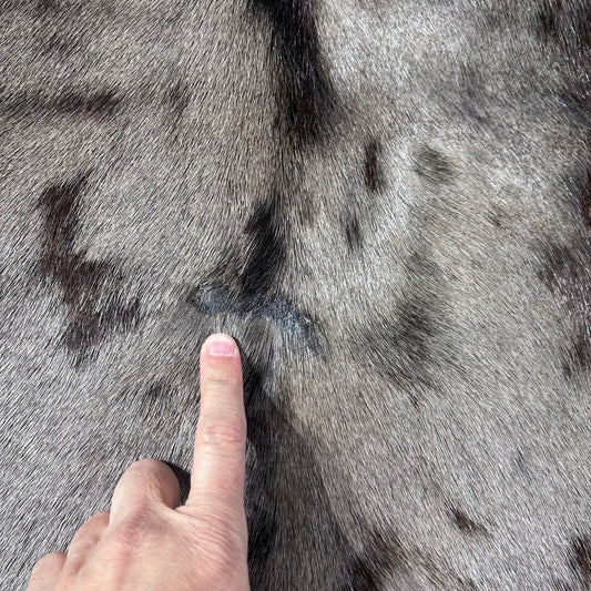 Wildebeest Skin (Tail: 26") Size: 54x51" D-967 Real African Gnu Hide