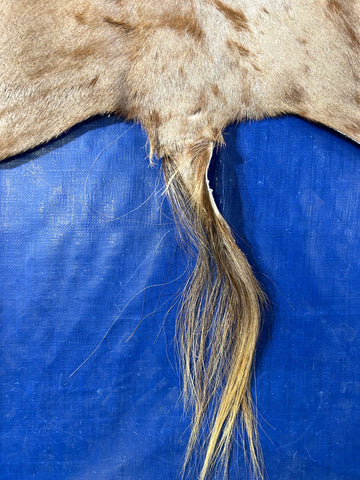 Gorgeous Golden Wildebeest Skin Rug (tail is 20" long) Size: 5x4 feet