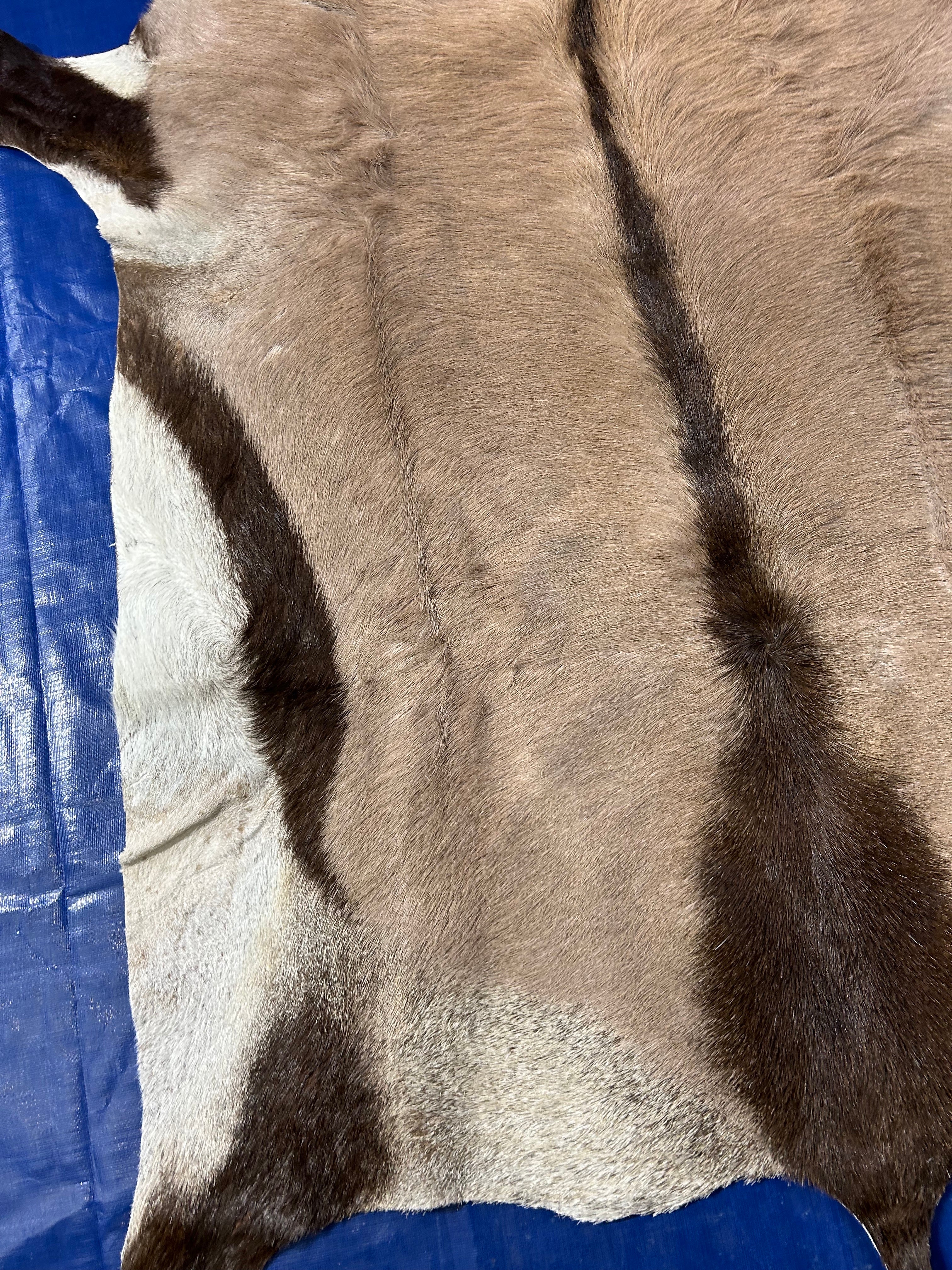 Gemsbok Skin Rug Size: 4' X 5' ft African Antelope Hide Gemsbok