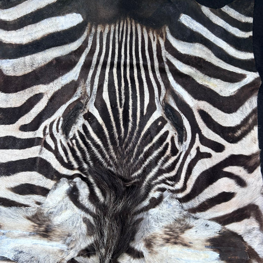 Zebra Skin Rug # 61 (felted/Tail is 31") Size: 8x6.2 feet