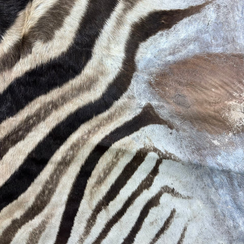 Zebra Skin Rug # 61 (felted/Tail is 31") Size: 8x6.2 feet
