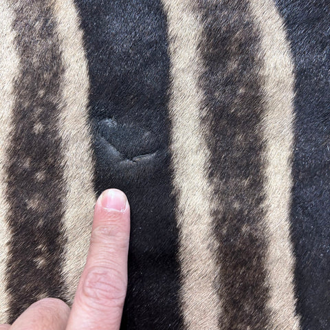 Zebra Skin Rug # 62 (felted/Tail is 28") Size: 8.2x6 feet