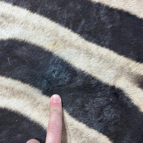 Zebra Skin Rug # 62 (felted/Tail is 28") Size: 8.2x6 feet