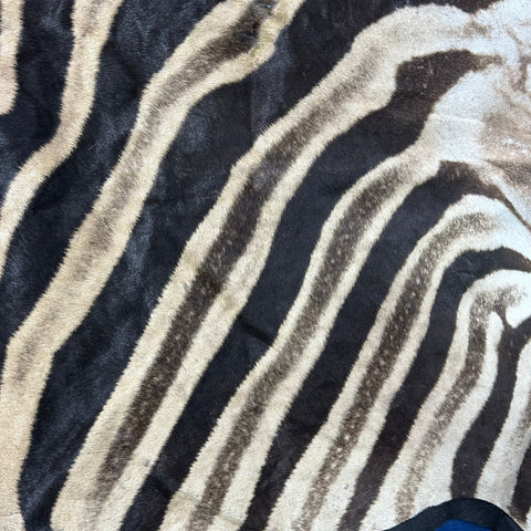 Zebra Skin Rug # 62 (felted/Tail is 28") Size: 8.2x6 feet