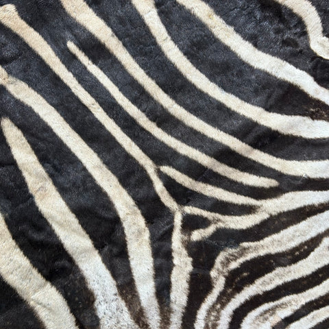Zebra Skin Rug # 62 (felted/Tail is 28") Size: 8.2x6 feet