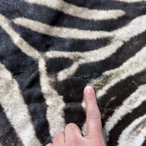 Zebra Skin Rug # 62 (felted/Tail is 28") Size: 8.2x6 feet