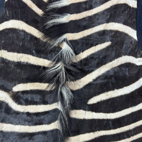 Zebra Skin Rug # 62 (felted/Tail is 28") Size: 8.2x6 feet