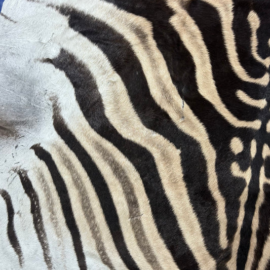 Zebra Skin Rug # 63 (Tail is 25") Size: 8.2x6.5 feet