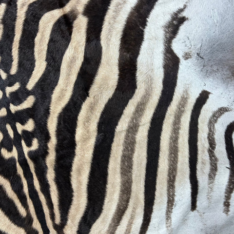 Zebra Skin Rug # 63 (Tail is 25") Size: 8.2x6.5 feet