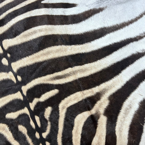 Zebra Skin Rug # 63 (Tail is 25") Size: 8.2x6.5 feet