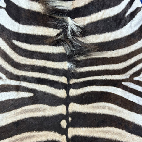 Zebra Skin Rug # 63 (Tail is 25") Size: 8.2x6.5 feet