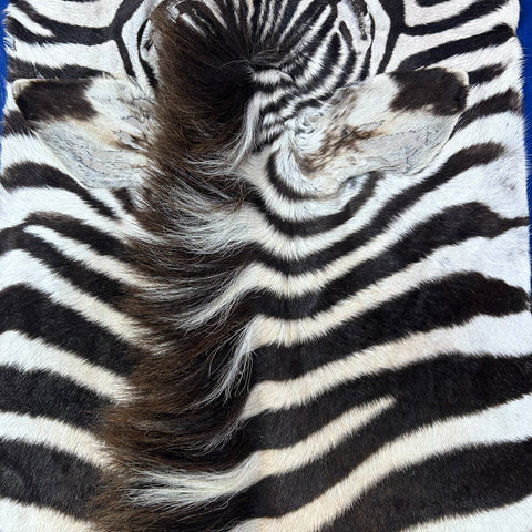 Zebra Skin Rug # 63 (Tail is 25") Size: 8.2x6.5 feet