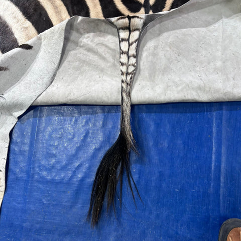 Zebra Skin Rug # 63 (Tail is 25") Size: 8.2x6.5 feet