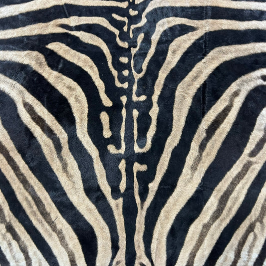 Zebra Skin Rug # 64 (Tail is 31") Size: 8x6 feet