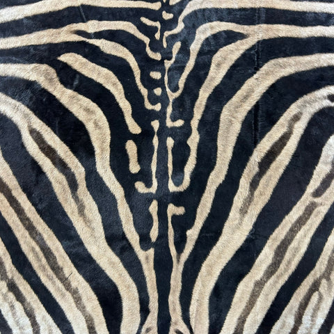 Zebra Skin Rug # 64 (Tail is 31") Size: 8x6 feet