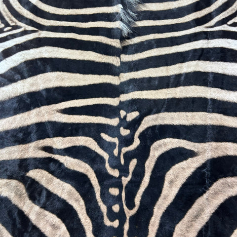 Zebra Skin Rug # 64 (Tail is 31") Size: 8x6 feet