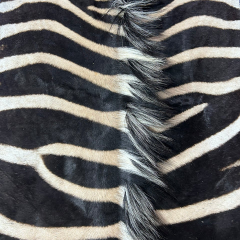 Zebra Skin Rug # 64 (Tail is 31") Size: 8x6 feet