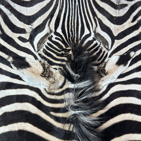 Zebra Skin Rug # 64 (Tail is 31") Size: 8x6 feet