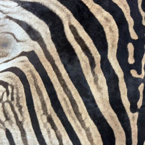 Zebra Skin Rug # 64 (Tail is 31") Size: 8x6 feet