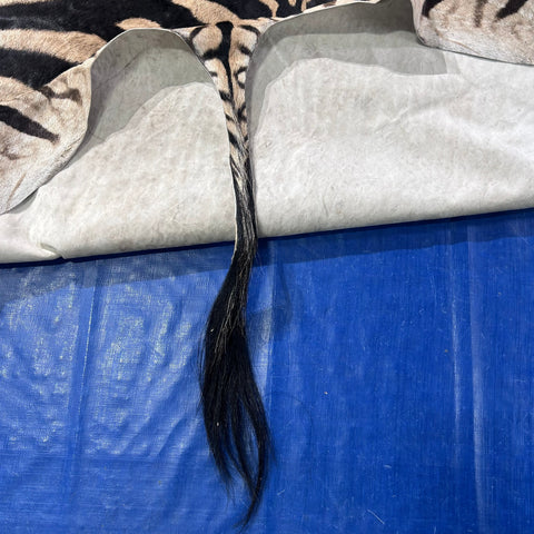 Zebra Skin Rug # 64 (Tail is 31") Size: 8x6 feet