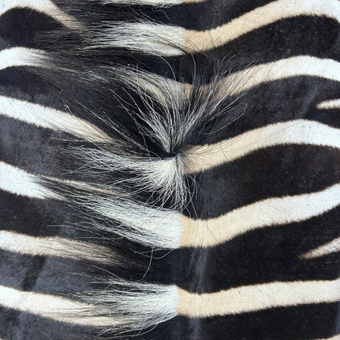 Zebra Skin Rug # 65 (Tail is 25") Size: 7x6 feet