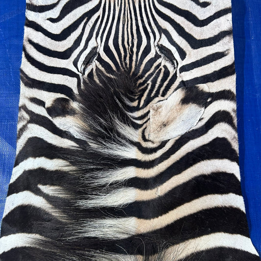 Zebra Skin Rug # 65 (Tail is 25") Size: 7x6 feet
