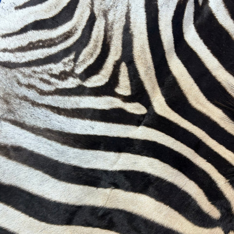 Zebra Skin Rug # 65 (Tail is 25") Size: 7x6 feet
