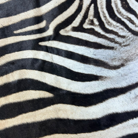 Zebra Skin Rug # 65 (Tail is 25") Size: 7x6 feet