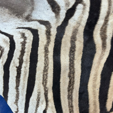 Zebra Skin Rug # 65 (Tail is 25") Size: 7x6 feet