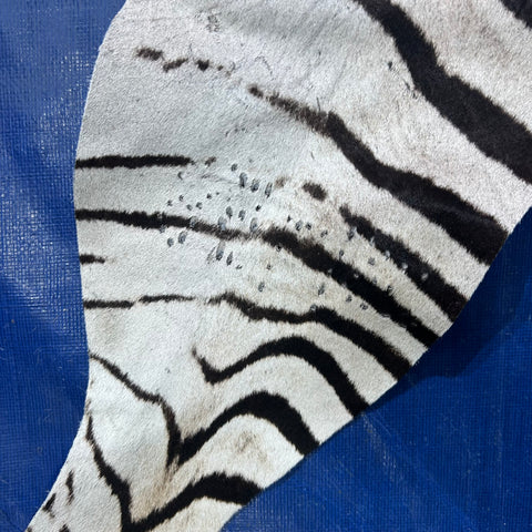 Zebra Skin Rug # 65 (Tail is 25") Size: 7x6 feet