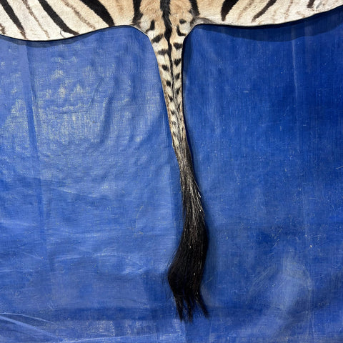 Zebra Skin Rug # 65 (Tail is 25") Size: 7x6 feet