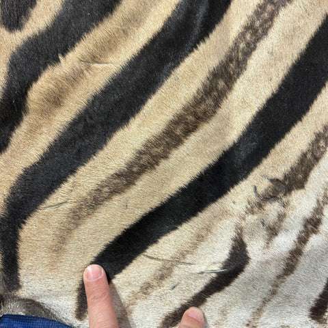 Zebra Skin Rug # 65 (Tail is 25") Size: 7x6 feet