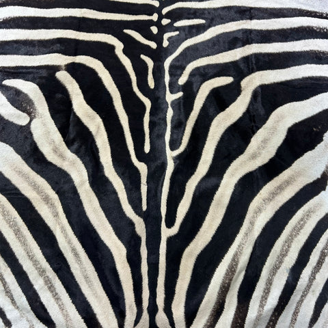 Zebra Skin Rug # 67- (Tail is 32") SUPER A GRADE Size: 8x7 feet