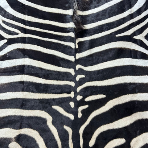 Zebra Skin Rug # 67- (Tail is 32") SUPER A GRADE Size: 8x7 feet