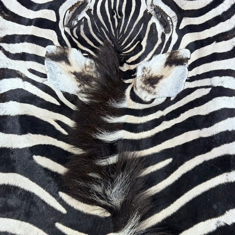Zebra Skin Rug # 67- (Tail is 32") SUPER A GRADE Size: 8x7 feet