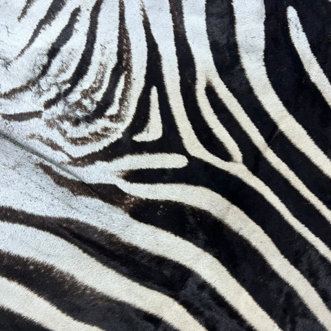 Zebra Skin Rug # 67- (Tail is 32") SUPER A GRADE Size: 8x7 feet
