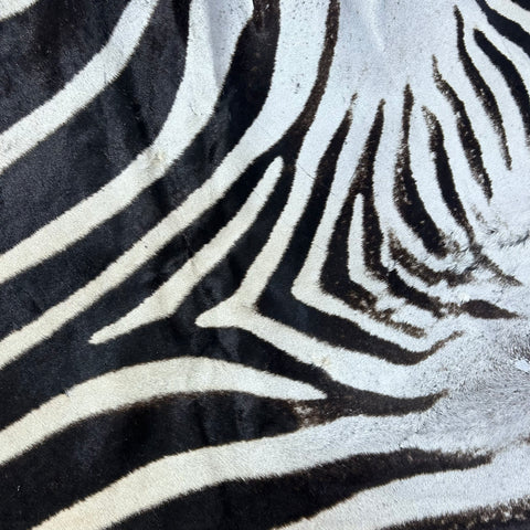 Zebra Skin Rug # 67- (Tail is 32") SUPER A GRADE Size: 8x7 feet