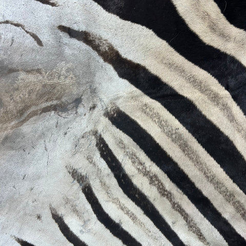 Zebra Skin Rug # 67- (Tail is 32") SUPER A GRADE Size: 8x7 feet