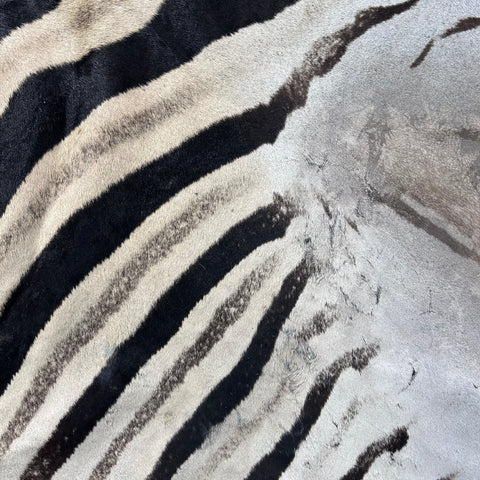 Zebra Skin Rug # 67- (Tail is 32") SUPER A GRADE Size: 8x7 feet