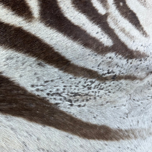 Real Zebra Skin Rug Hide # 46 Size: 7 X 6 feet Genuine Burchells Zebra Hide