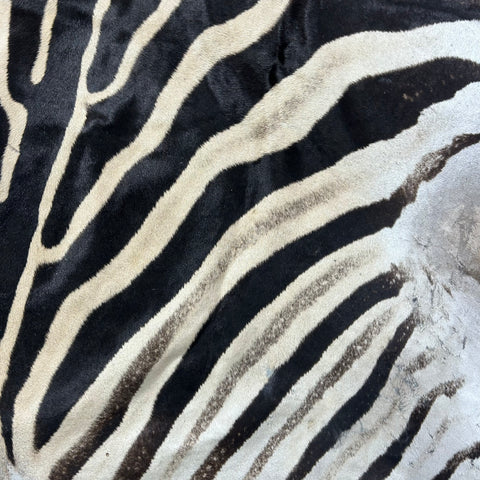 Zebra Skin Rug # 67- (Tail is 32") SUPER A GRADE Size: 8x7 feet