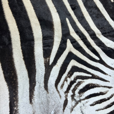 Zebra Skin Rug # 67- (Tail is 32") SUPER A GRADE Size: 8x7 feet