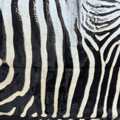 Zebra Skin Rug # 67- (Tail is 32") SUPER A GRADE Size: 8x7 feet