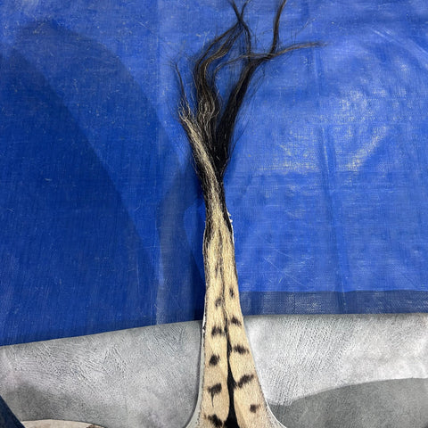 Zebra Skin Rug # 67- (Tail is 32") SUPER A GRADE Size: 8x7 feet