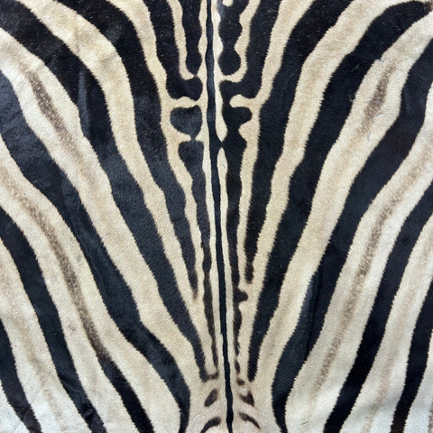 Zebra Skin Rug # 68 (HUGE/ 1 stitch/Tail is 31") Size: 8.5x7 feet
