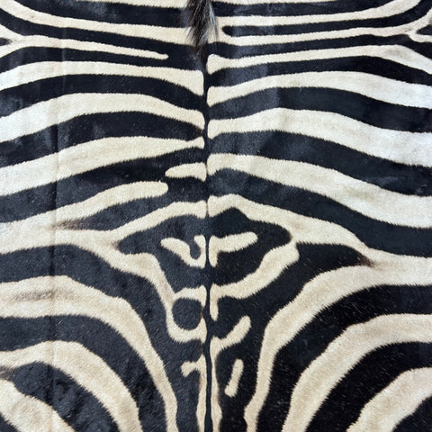 Zebra Skin Rug # 68 (HUGE/ 1 stitch/Tail is 31") Size: 8.5x7 feet