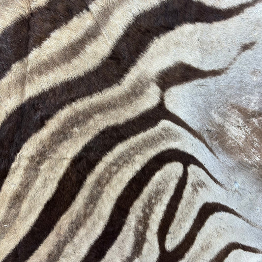 Real Zebra Skin Rug Hide #47 HUGE Size: 9 X 7 feet Genuine Burchells Zebra Hide